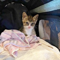 保護当日、不安げな表情を浮かべていたかつおちゃん（画像提供：ネムノキさん）