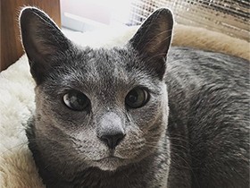 構ってほしくて甘えたい顔　ロシアンブルーの「デュナン」