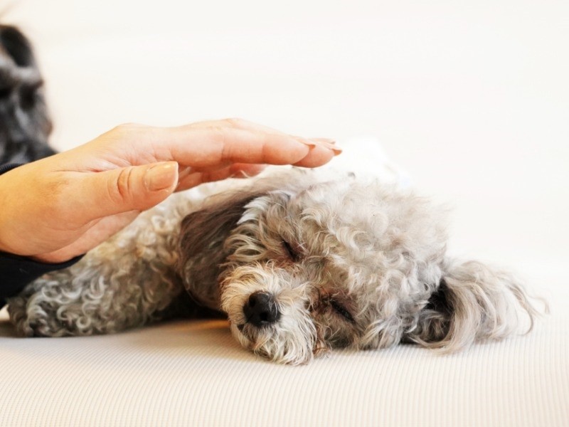 今はいい夢だけ見るよ、美味しいおやつと遊ぶ夢
