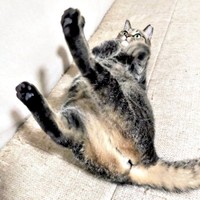 後ろ足ピーン！ おもしろポーズでくつろぐちあきさん（画像提供：青い人さん）