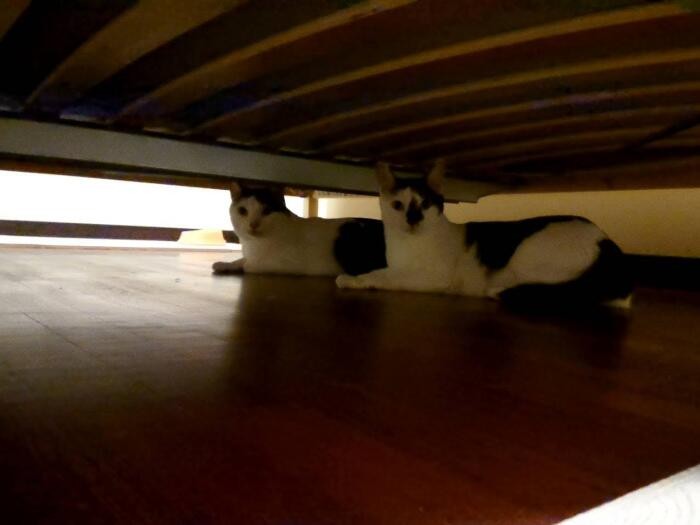 昨年8月、到着当初はそろってベッド下に隠れた2匹（晴美さん提供）