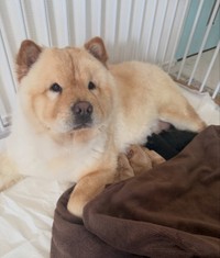 実際はしっかり『ママ』やってますよ〜！（提供：@chowchow_boo0125さん）