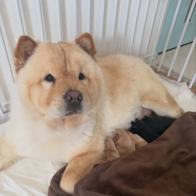 実際はしっかり『ママ』やってますよ〜！（提供：@chowchow_boo0125さん）