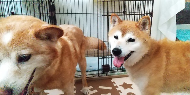 ビビリの一面を見せながらも、優しい先住犬のおかげで、やがて笑顔を見せてくれるようになりました