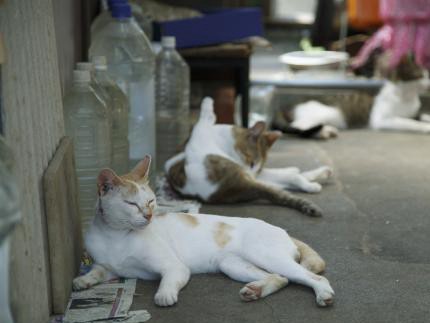 近所の野良猫に餌やり　なにか問題はある？　弁護士が解説