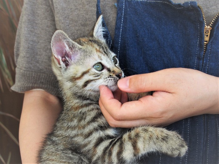 保護されてひと月。賢そうな顔立ちに