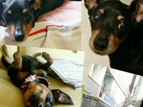 愛犬との「距離感」　獣医師の言葉にへこむ