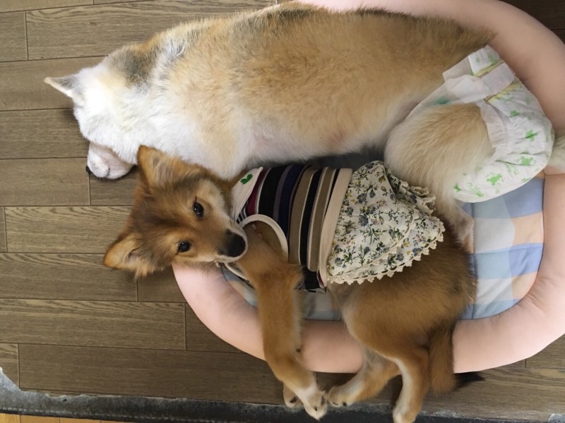 ココを迎えた当初、一緒に暮らしていた先住犬との仲良しショット