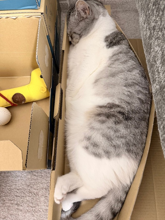 本当にそれで寝れてる、、、？（提供：いろはるひ🐾さん）