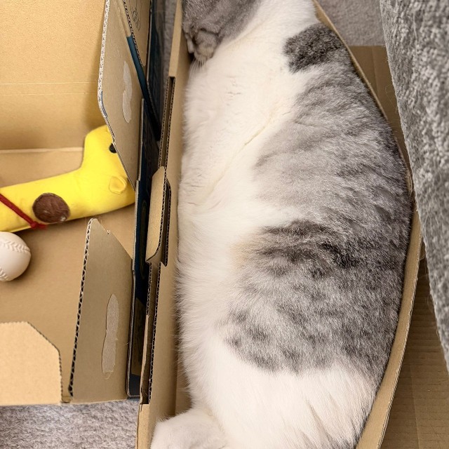 本当にそれで寝れてる、、、？（提供：いろはるひ🐾さん）