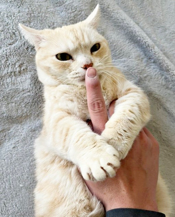 飼い主さんの手を抱えるさくらちゃん（画像提供：さくらとかえでさん）