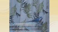 KSBの黒瀬カメラマンの家で飼われているオキナインコのぴーちゃん