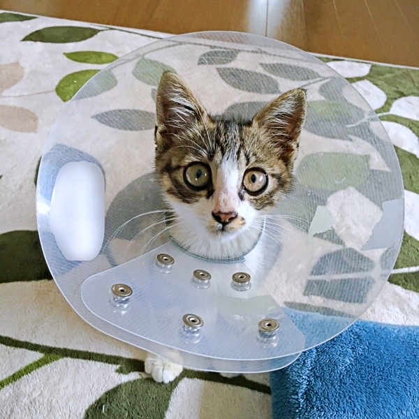 保護から4日目、受信後、カラーをつけたこたろくん（画像提供：ぴてさん）
