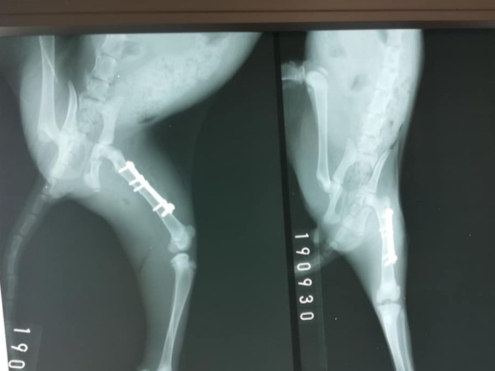 骨折の処置でプレートをいれた（ねこかつブログより）