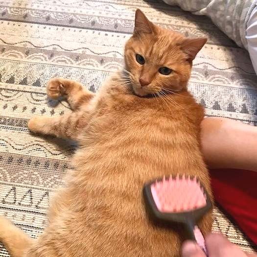 背中やお腹の抜け毛もきれいに