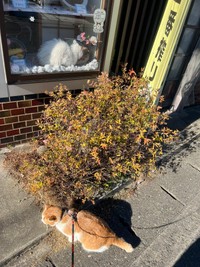 お店の外の散歩もお手のもの！（提供：そば処大むら　ペタコンちゃんねるさん）