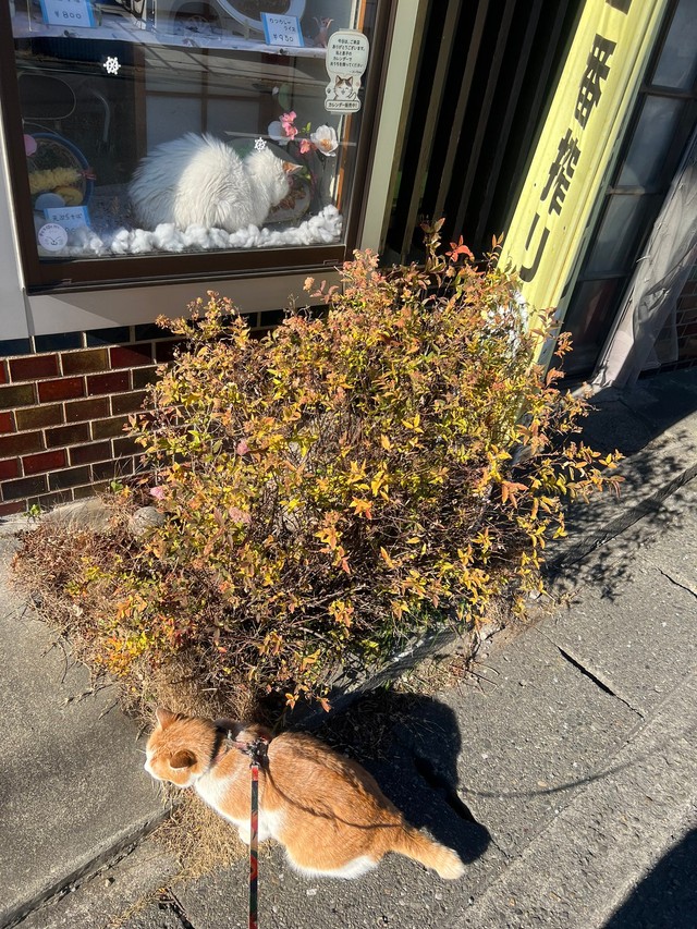 お店の外の散歩もお手のもの！（提供：そば処大むら　ペタコンちゃんねるさん）