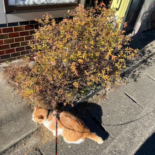お店の外の散歩もお手のもの！（提供：そば処大むら　ペタコンちゃんねるさん）