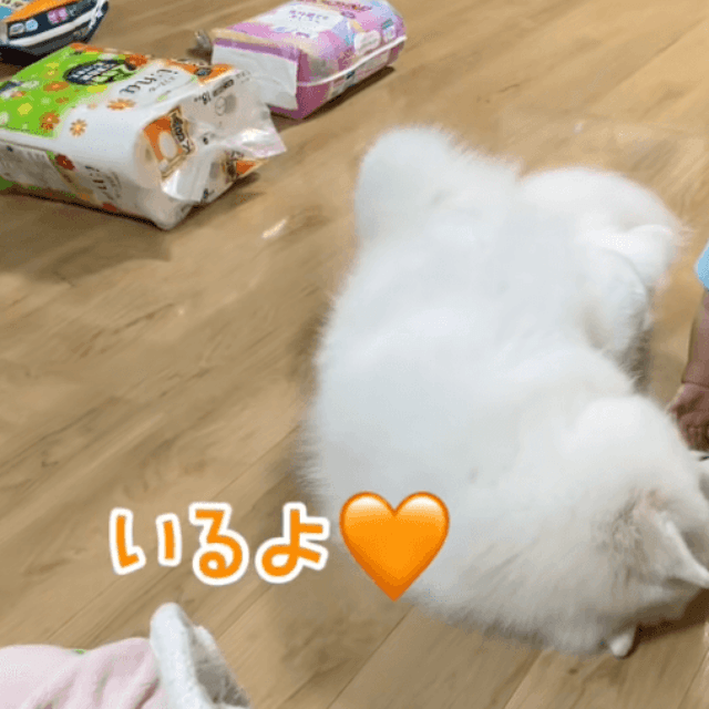 再度、「いるよ♡」と答えるこはくちゃん（提供：@kohaku.118さん）