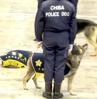 「倒れた人がいたよ。連れて行かれたけど、どうすればいい？」ハンドラーさんの表情を確認して指示を待つわんちゃん（動画からキャプチャー／提供：ゆるふわ怪電波☆埼玉さん）