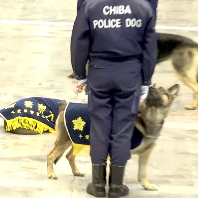 「倒れた人がいたよ。連れて行かれたけど、どうすればいい？」ハンドラーさんの表情を確認して指示を待つわんちゃん（動画からキャプチャー／提供：ゆるふわ怪電波☆埼玉さん）