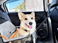 今年2月、ドッグランへ向かう車内で笑みを浮かべるコパンちゃん（画像提供：まろ眉のコパンさん）