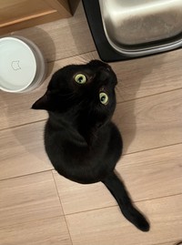 片耳が見えるバージョンのクロタくん（提供：punocoさん）