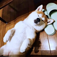 へそ天ですやすや眠る涼夏ちゃん（画像提供：Kさん）