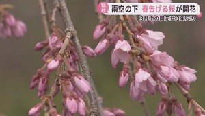 仙台で桜が開花　３月の開花は２０２３年以来３年ぶり