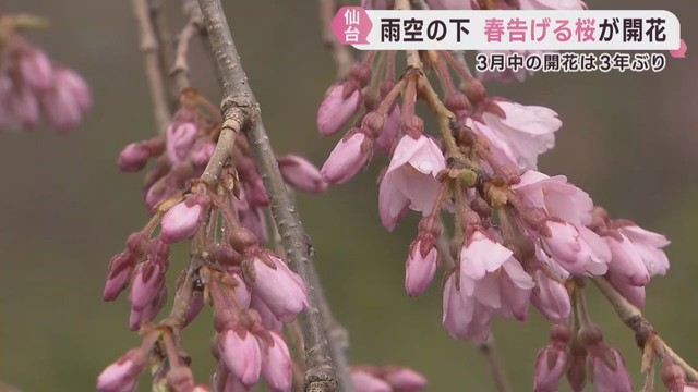 仙台で桜が開花　３月の開花は２０２３年以来３年ぶり