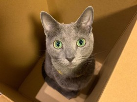 空き箱があると欠かさず入り　箱ソムリエをするロシアンブルー「だいず」