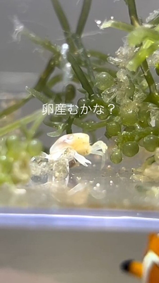 水槽内で過ごすメスのピンノ。るうさんは抱卵を期待して見守りました／るう 非日常のアクアリウムさん（@aquariumruu）提供