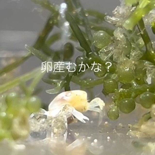 水槽内で過ごすメスのピンノ。るうさんは抱卵を期待して見守りました／るう 非日常のアクアリウムさん（@aquariumruu）提供