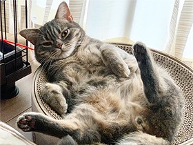 朝からモフモフしとく？ ヘソ天アメショー「ラズワルド」