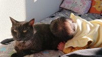 グレーちゃんは子守り上手な猫さん。娘たちが何をしても「もー、しかたないわね」という感じ
