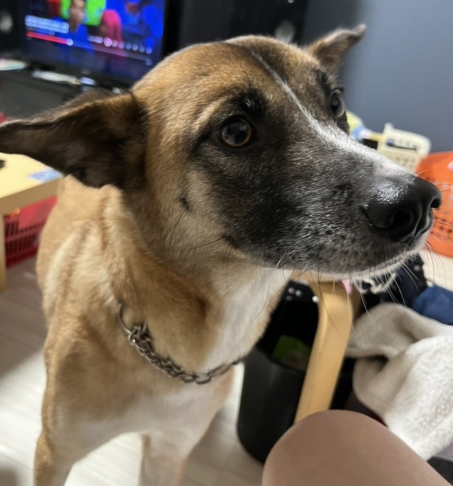 今では家族に甘えた表情も見せるように