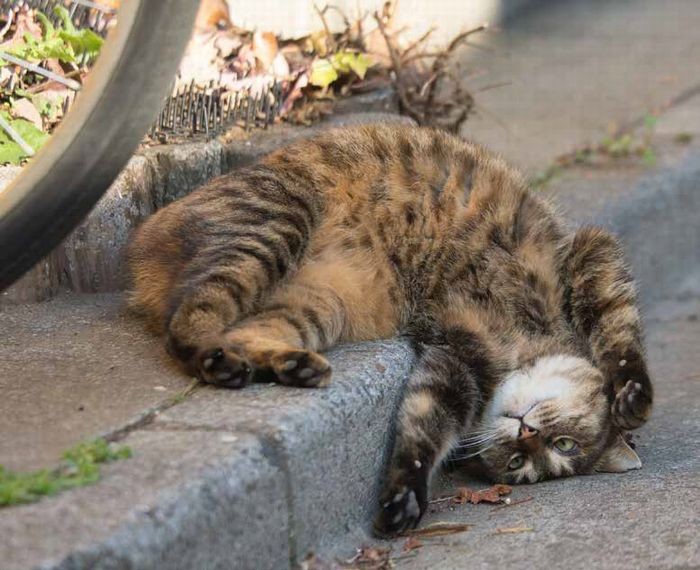 落ちてますけど　（沖昌之 / 辰巳出版）