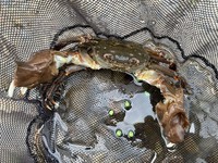 モクズガニ（画像提供：よろたむさん）