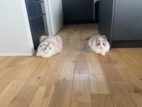 狛犬（ニコイチ）だったり（「エマルカトワニコ^._.^ラグドール」さん提供）