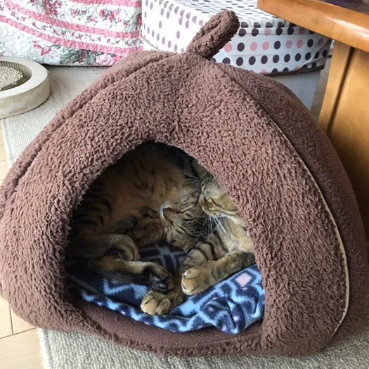 ”かまくら”も一緒（提供写真）