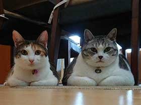 三毛猫「りん」とサバトラ「ぎん」　仲良く並んで記念撮影　