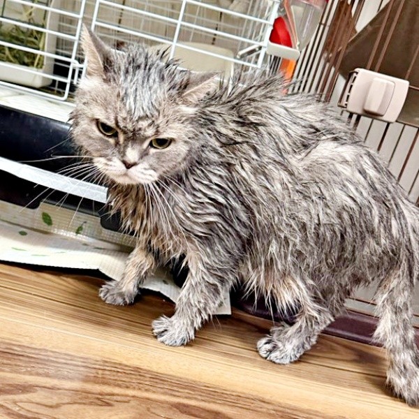 ジロッとこちらを見ている「いわし」くん（画像提供：いわし先生さん）