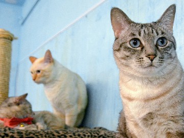 新しい飼い主と出会いの場「保護猫カフェ」　殺処分ゼロへ　