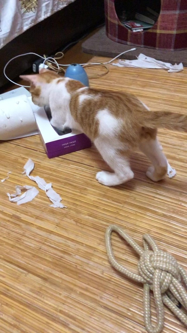 いたずらが大好きなれおくん／保護猫のじん君さん（hogoeko_Jin）提供