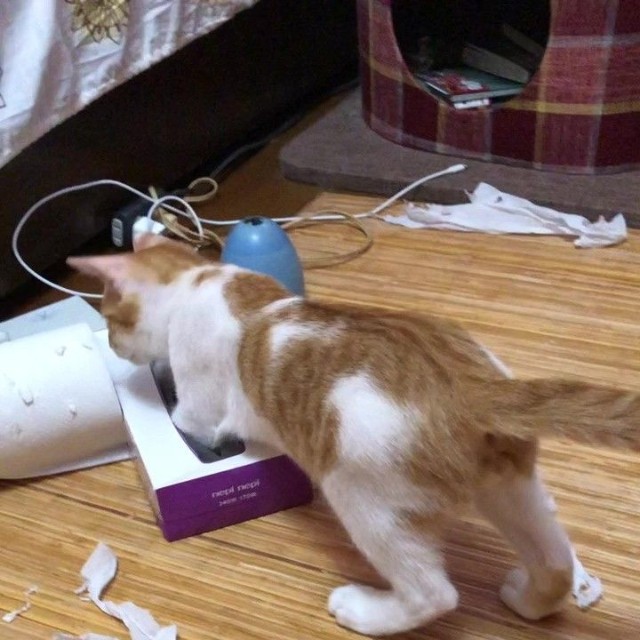 いたずらが大好きなれおくん／保護猫のじん君さん（hogoeko_Jin）提供