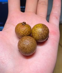 中国では 2000年以上前から薬として利用されてきた果物リュウガン（さとかつさん提供）