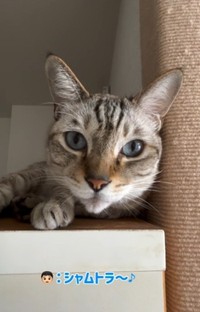 ママが大好きなのはましゅまろくん（ましゅくるさん提供、Instagramよりキャプチャ撮影）