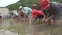 高校生が小学生に田植え指導　田植えした「あきたこまち」は9月稲刈り予定　岡山・新見市