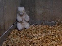 ユキ親子95日齢（20210331 男鹿水族館GAO提供）