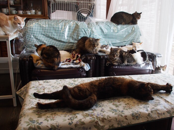 海辺のシェルターで過ごす猫たち。じつはマリがかつてほれたボスも、ここで最後の時を過ごしていた。千鶴子さんは、ボスが元気になったらマリに会わせたいと切に願っていたのだという（佐竹茉莉子撮影、「猫との約束」より）